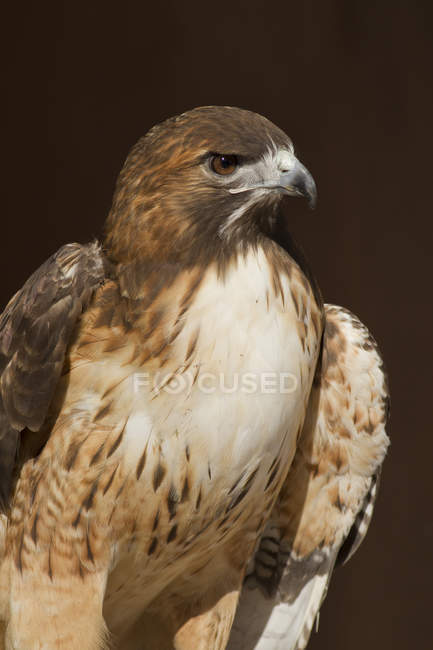 Perched red-tailed hawk outdoors, portrait. — Stock Photo