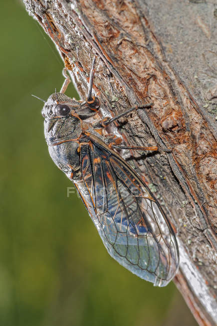Cicala di Okanagan occidentale su legno, valle di Okanagan meridionale, Columbia Britannica — Foto stock