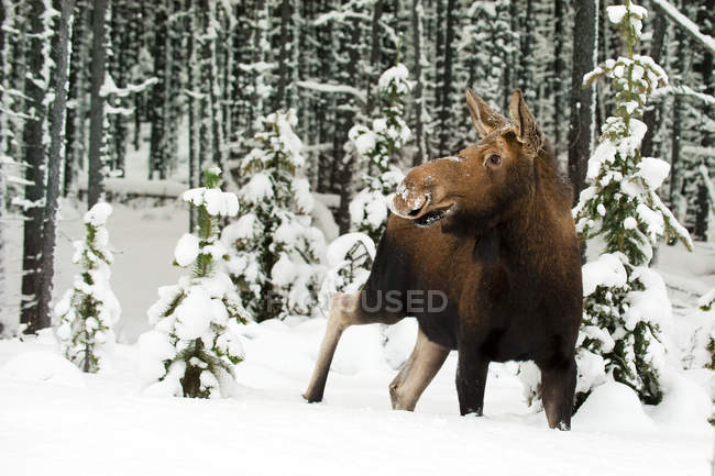 Alce de vaca em pé na floresta nevada do Parque Nacional Jasper, Alberta, Canadá — Fotografia de Stock