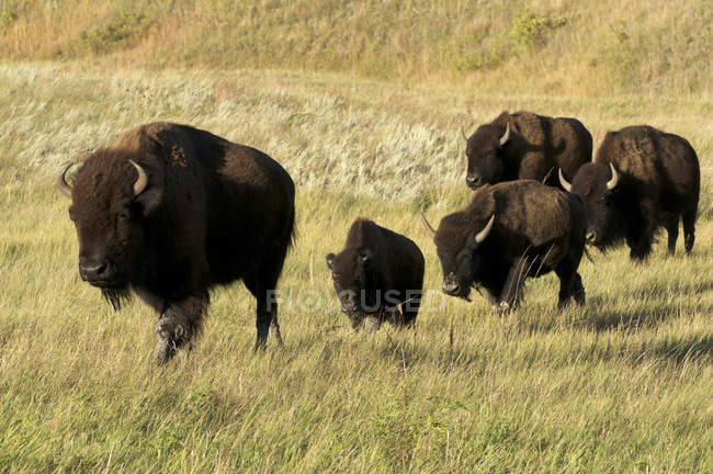 Bisontes americanos en pastizales verdes en Custer State Park, Dakota del Sur, EE.UU. - foto de stock