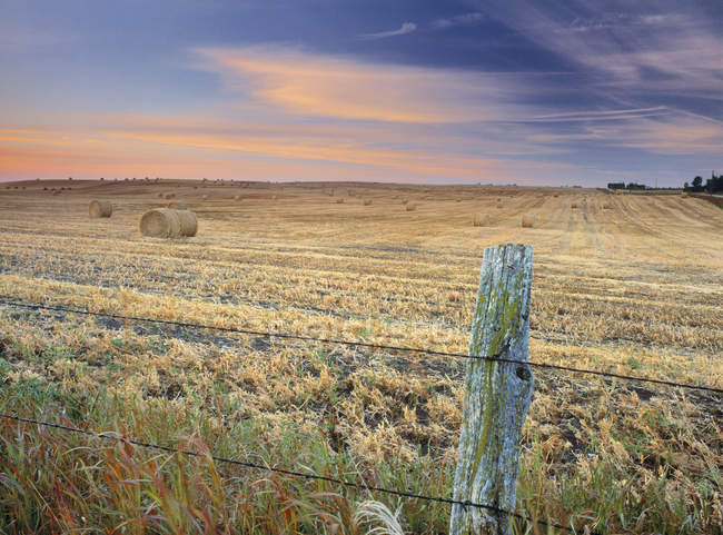 Escena rural con fardos redondos y valla cerca de Bottrel, Alberta, Canadá . - foto de stock