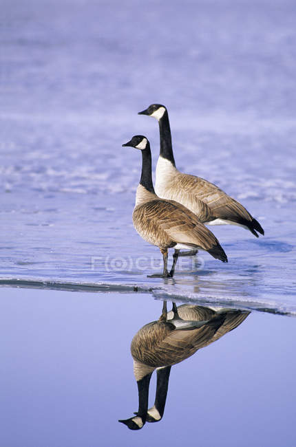 Pareja apareada de gansos de Canadá de pie en la orilla congelada y reflejándose en el agua . - foto de stock