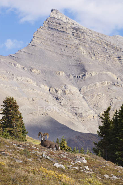 Dickhornschafbock liegt auf einer Wiese im Wilcox Pass, Banff Nationalpark, Alberta, Kanada — Stockfoto