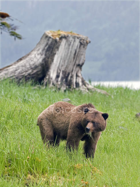 Grizzly bear eating green grass on meadow in forest. — Stock Photo
