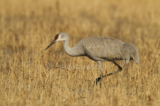 Sandhill crane hunting in autumnal march meadow in New Mexico, USA — Stock Photo