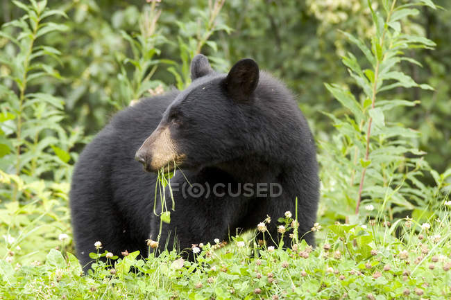 Amerikanischer schwarzer bär frisst gras in der nähe der stadt stewart in britisch-kolumbien, kanada — Stockfoto
