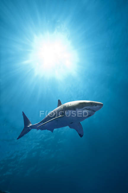 Grand requin blanc nageant dans l'eau de mer bleue . — Photo de stock