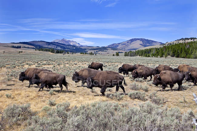 Wisente laufen auf Schwanensee-Ebenen, Quadrantenbergen, Yellowstone-Nationalpark, Wyoming, USA — Stockfoto