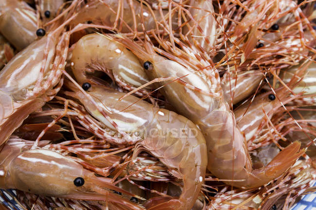 Gros plan sur les crevettes fraîchement pêchées, cadre complet — Photo de stock