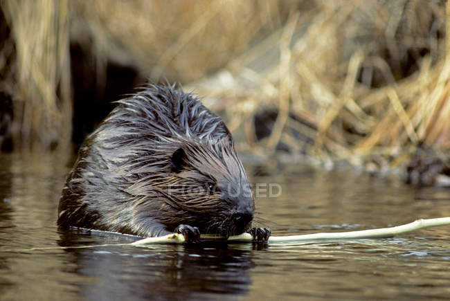 American beaver eating bark from aspen branch, Ontario, Canada. — Stock Photo