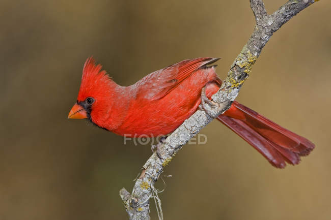Cardinal nord perché sur la branche au parc . — Photo de stock