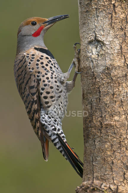 Northern flicker pecking on tree trunk, close-up. — Stock Photo