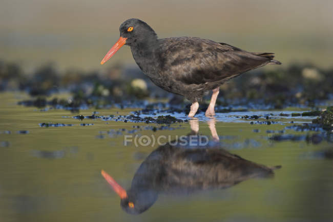 Black oystercatcher foraging in water by coastline. — Stock Photo