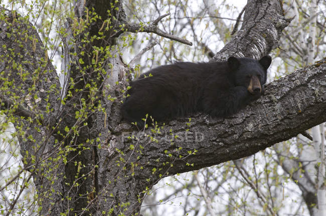 Urso negro americano descansando em um grande galho de árvore no Parque Provincial Dormindo Gigante, Ontário, Canadá — Fotografia de Stock