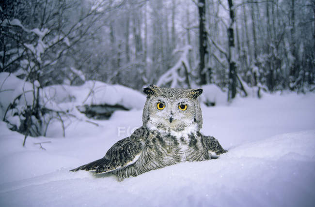 Доросла велика рогата сова занурюється в сніг у лісі . — стокове фото
