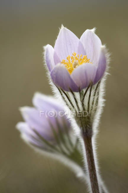 Primer plano de la pradera azafrán flores que crecen en la naturaleza - foto de stock