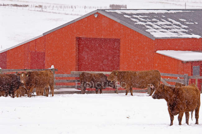 Red angus cows in snowy meadow by red barn in farmland of Alberta, Canada. — Stock Photo