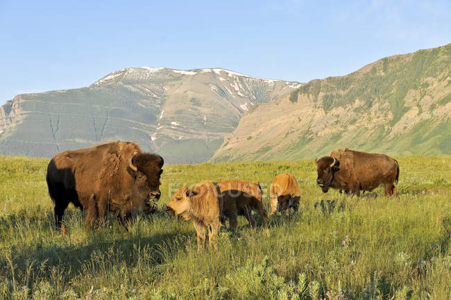 Plains bisons with calves on alpine pasture of Waterton National Park, Alberta, Canada — Stock Photo