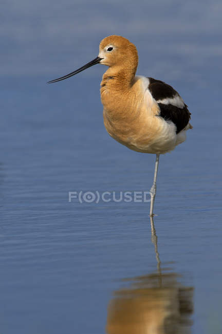 American avocet resting on one leg in water. — Stock Photo