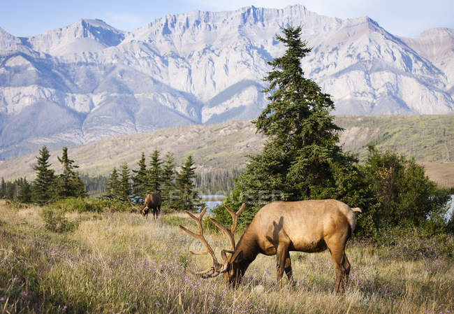 Rocky горі лосі випасу в Національний парк Джаспер, Альберта, Канада. — стокове фото