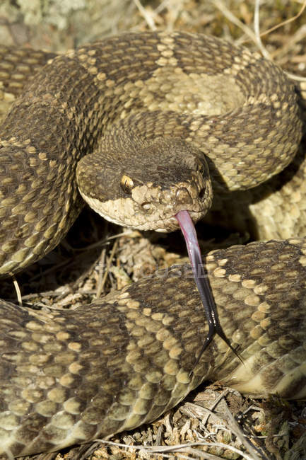 Serpent à sonnette de l'Ouest montrant la langue, gros plan . — Photo de stock