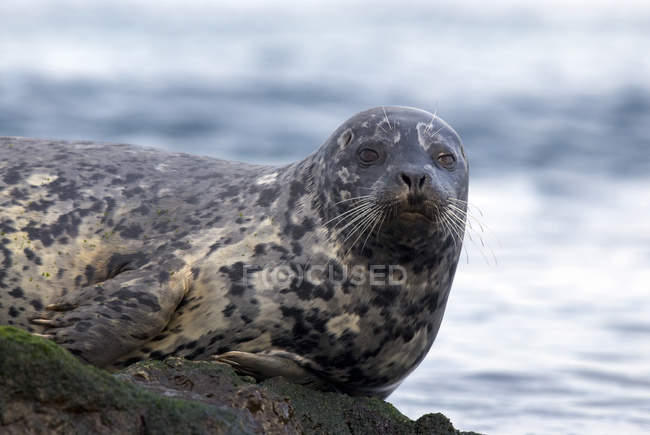 Harbor seal resting on reef rock in sea water and looking in camera. — Stock Photo