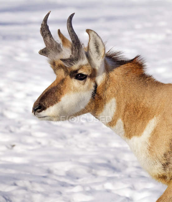 Antilope Pronghorn in piedi nella neve, primo piano — Foto stock