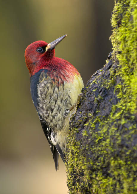 Red-breasted sapsucker sitting on maple tree in park, close-up. — Stock Photo