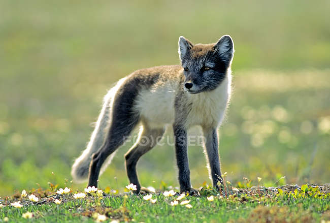 Raposa ártica em pelagem de verão em pé no prado verde com flores . — Fotografia de Stock