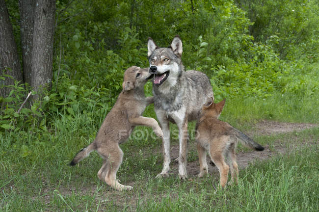 Lobo gris jugando con cachorros en el bosque de Minnesota - foto de stock