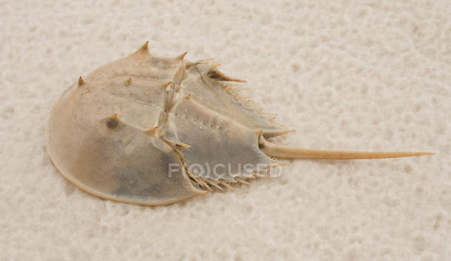 Horseshoe crab on sandy shore, Florida, USA — Stock Photo
