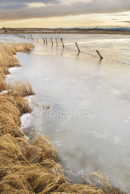 Slough congelado perto de Cochrane, Alberta, Canadá — Fotografia de Stock