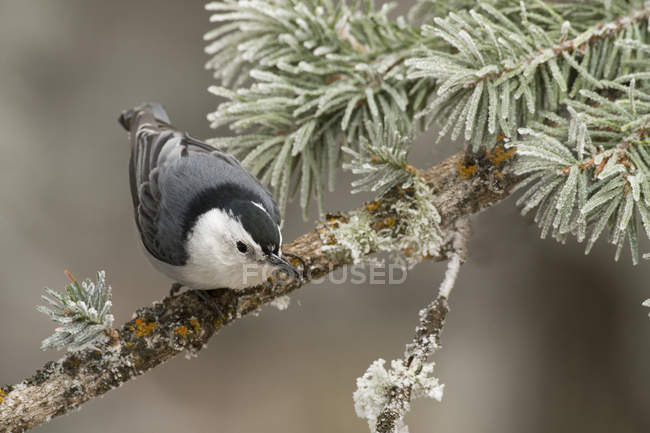 White-breasted nuthatch sitting on conifer branch. — Stock Photo
