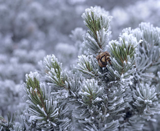 Close-up of desert pine branch with snow — Stock Photo