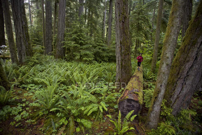 Бегунья по тропе в гигантских кедрах в Провинциальном парке Кафедральной Рощи, остров Ванкувер, Британская Колумбия, Канада — стоковое фото