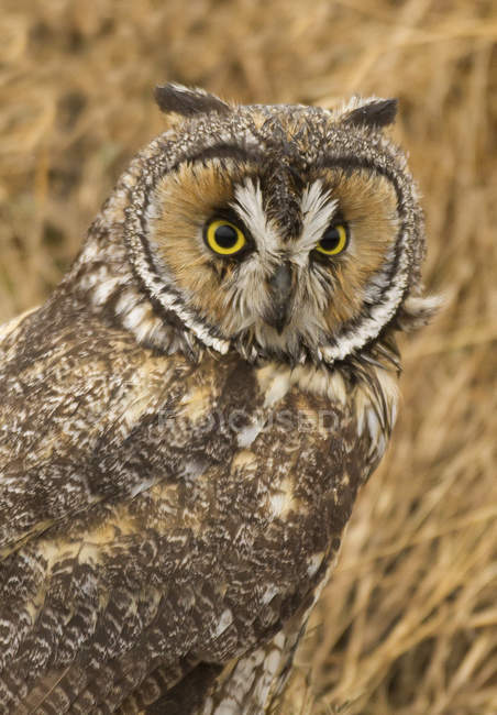 Long-eared owl standing in meadow, close-up. — Stock Photo