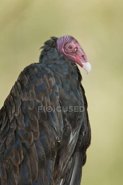 Avvoltoio tacchino con piume nere, ritratto primo piano . — Foto stock