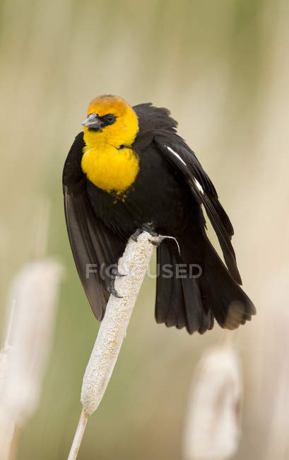 Жовтоглава чорна пташка, що сидить на траві, крупним планом . — стокове фото