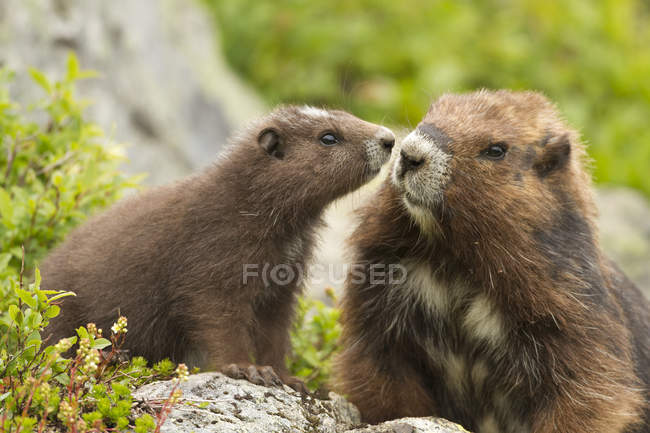 Dos marmotas de Vancouver Island sentadas sobre rocas en un campo verde . - foto de stock