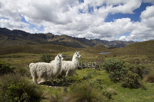 Білий лами випасу в трав'янистих нагір'я Еквадору — стокове фото