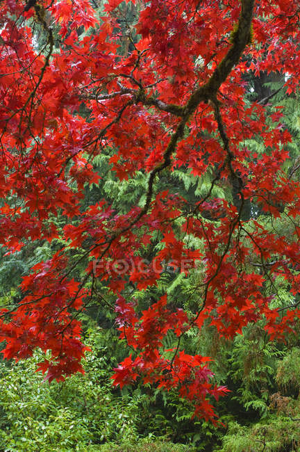 Herbstliches Laub im japanischen Garten, Butchart-Gärten, Brentwood Bay, Britisch Columbia, Kanada — Stockfoto