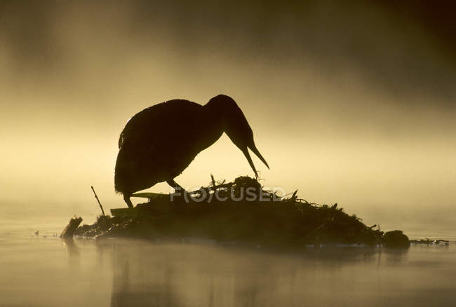 Silhouette del grebe dal collo arrossato che monta nido galleggiante nell'acqua del lago — Foto stock