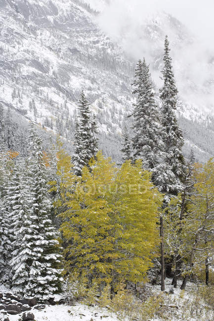 Snowy trees in winter along shore of Medicine Lake, Jasper National Park, Alberta — Stock Photo