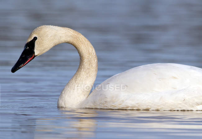 Trumpeter swan floating on water, close-up side view — Stock Photo