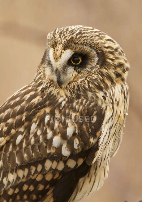 Close-up of short-eared owl looking away outdoors. — Stock Photo