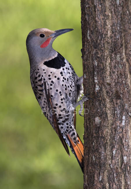 Northern flicker sitting on tree trunk, close-up. — Stock Photo