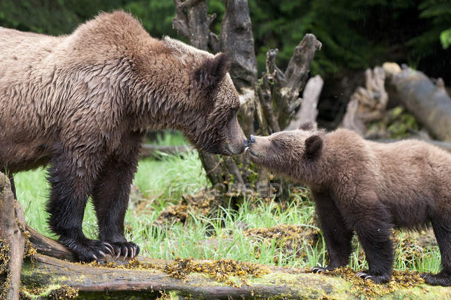 Grizzly bear kissing cub while standing on log in forest. — Stock Photo