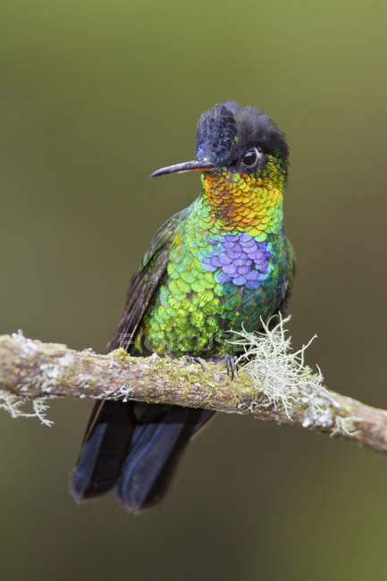 Colorido colibrí de garganta ardiente posado en rama de árbol en Costa Rica
. - foto de stock