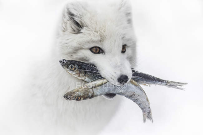 Arctic fox carrying fish in mouth, close-up. — Stock Photo