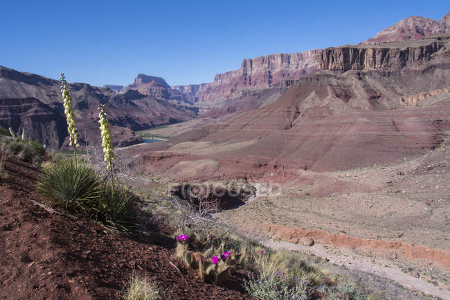 Cactus de pera espinosa Mojave y baccata de yuca creciendo en Tanner Trail del Gran Cañón, Arizona, Estados Unidos de América - foto de stock